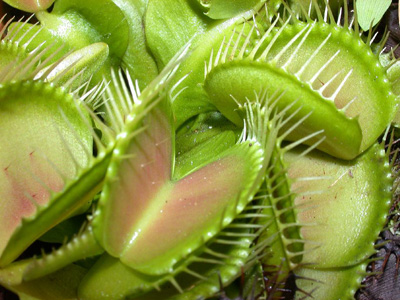 Dionaea - ��������� ����