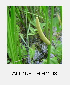 Acorus Calamus