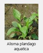 Alisma plantago aquatica