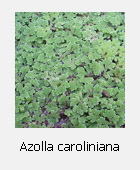 Azolla caroliniana