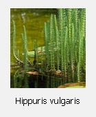 Hippuris vulgaris