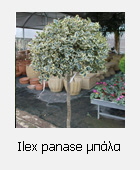 ILEX PANASE �����
