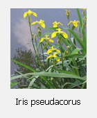 Iris pseudacorus
