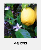 Lemon_8FruitAndFlower_wb_sm