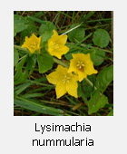 Lysimachia nummularia