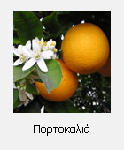 OrangeBloss_wb_sm