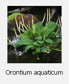 Orontium aquaticum