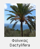 �������� dactylifera