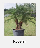 Robelini