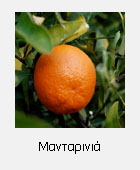 TangerineFruit_sm
