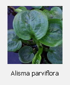 alisma parviflora