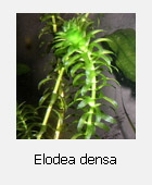 elodea densa