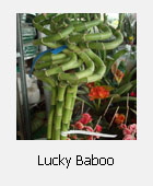 Lucky baboo