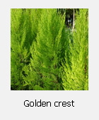 golden  crest