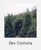 ilex cornuta