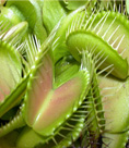 ��������� ���� - Dionaea