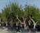 Ροδιά Περίμετρος Κορμού 40-60 εκατοστά