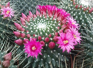 mammilaria