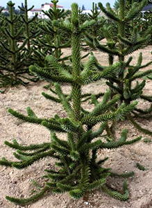 konofora arokaria