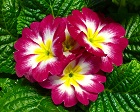 primula_sm.jpg