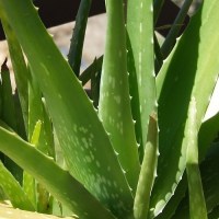 aloe